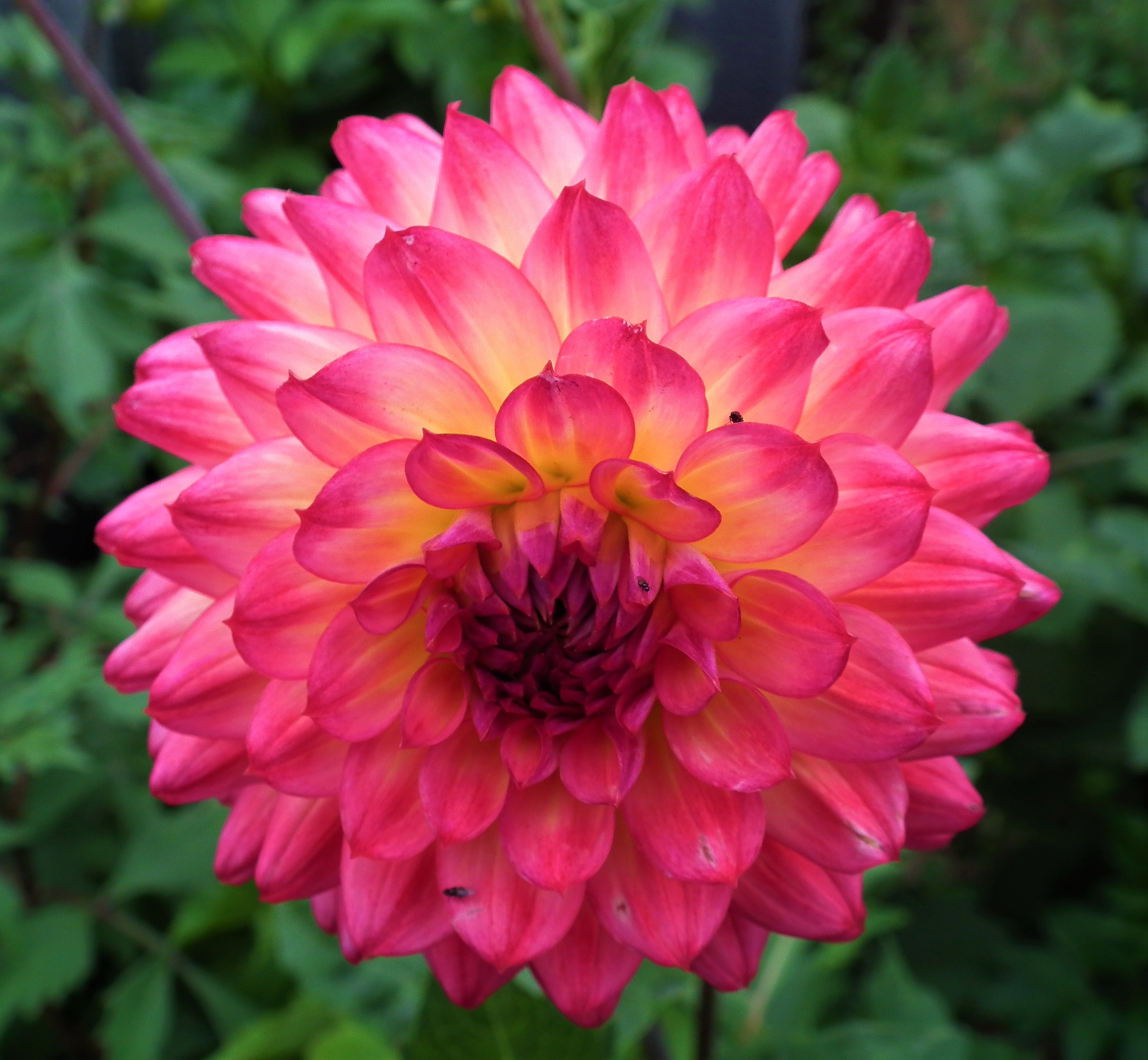 Dahlia Great Silence